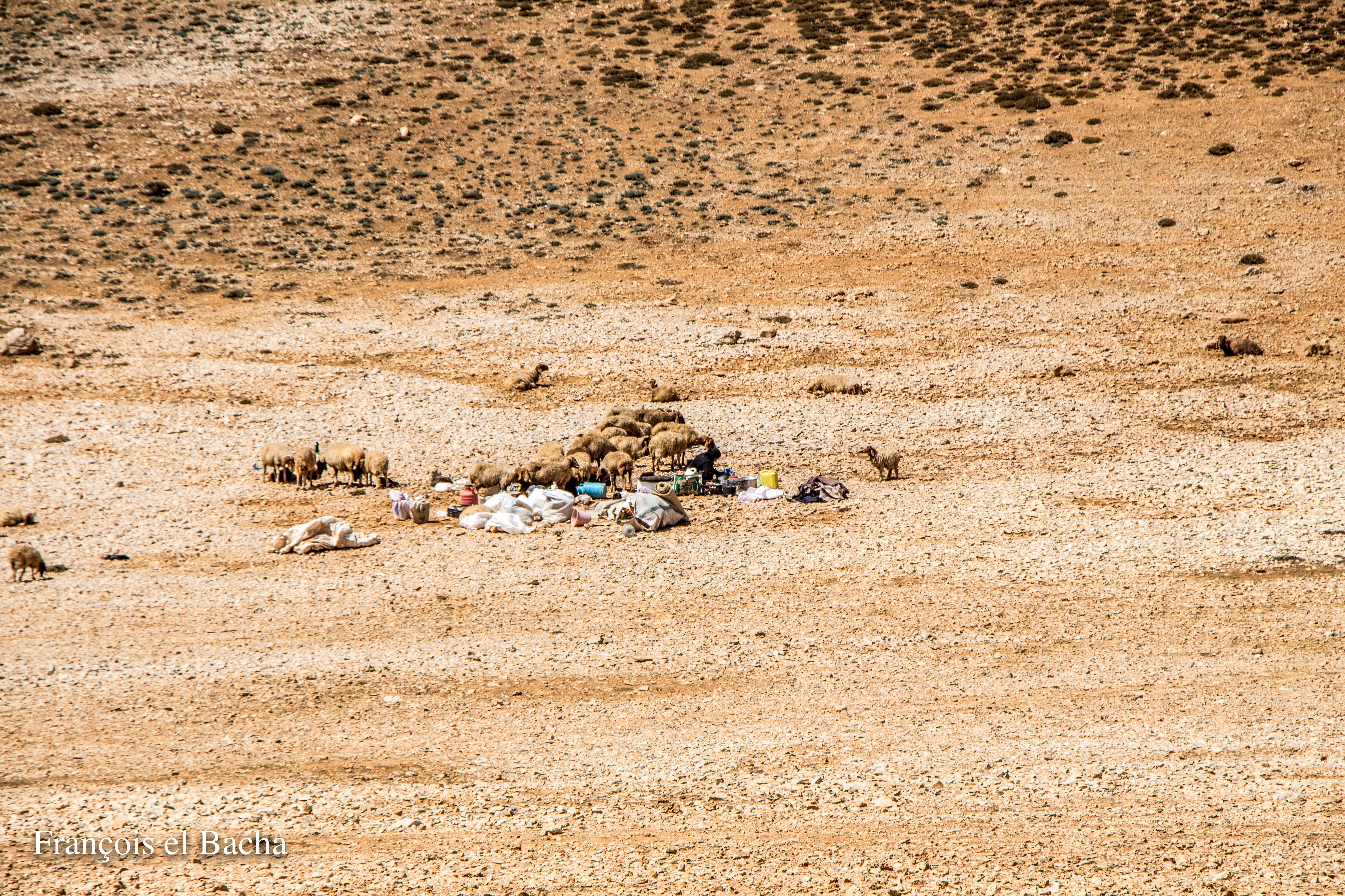 scènes pastorales sur le chemin de randonnée menant à Kornet Saouda. Crédit Photo: François el Bacha, tous droits réservés.