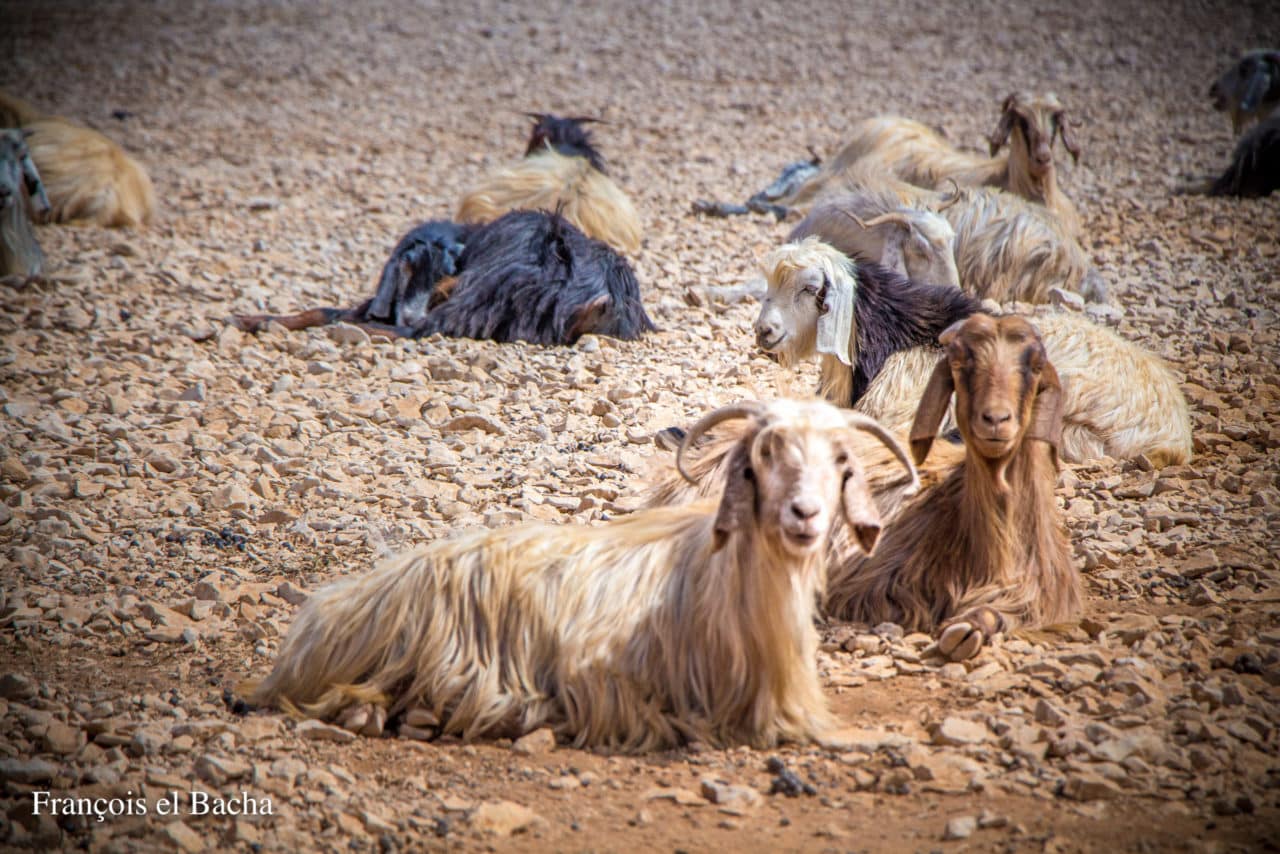 La chèvre de Palestine, scènes pastorales sur le chemin de randonnée menant à Kornet Saouda. Crédit Photo: François el Bacha, tous droits réservés.