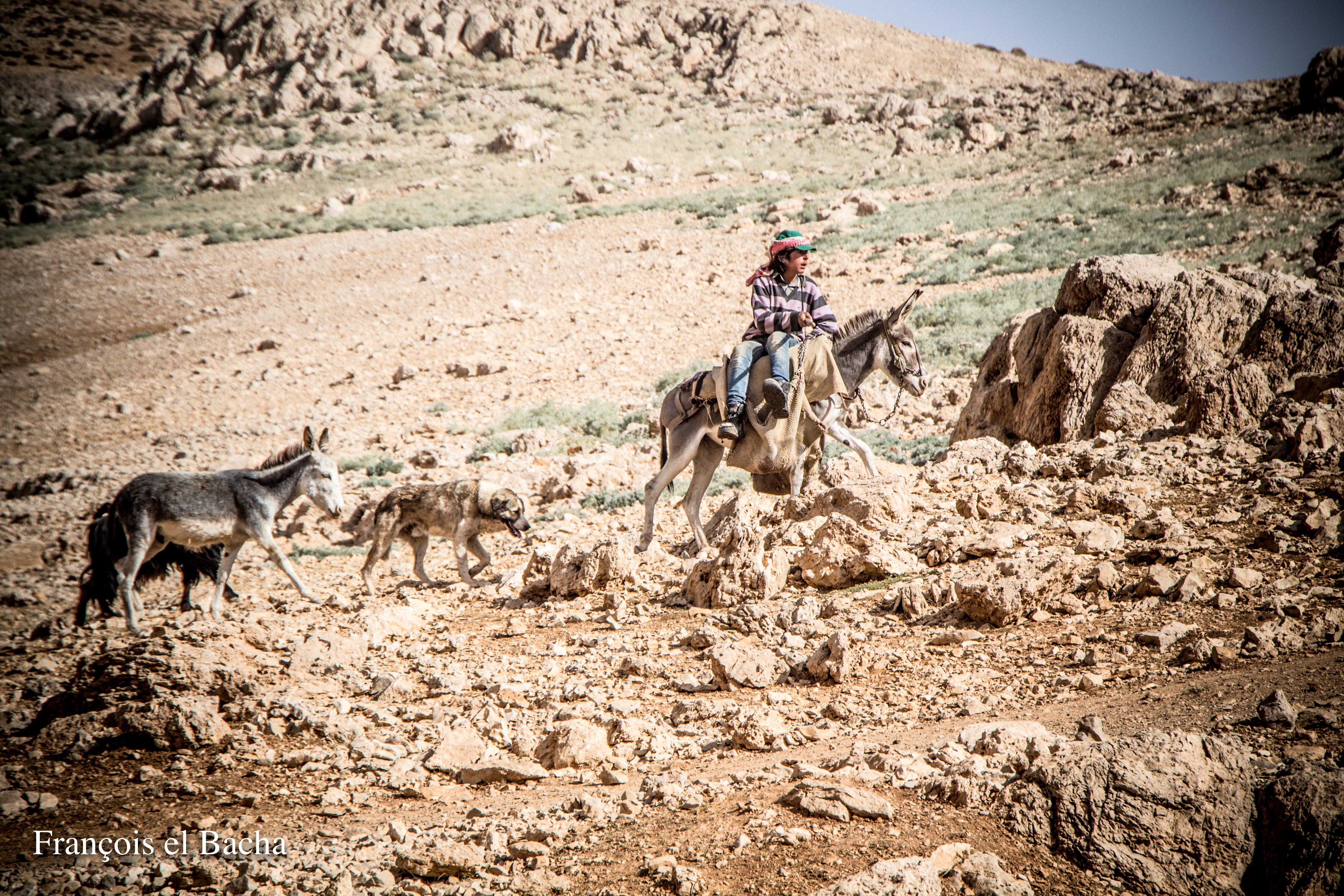 Scènes pastorales sur le chemin de randonnée menant à Kornet Saouda. Crédit Photo: François el Bacha, tous droits réservés.