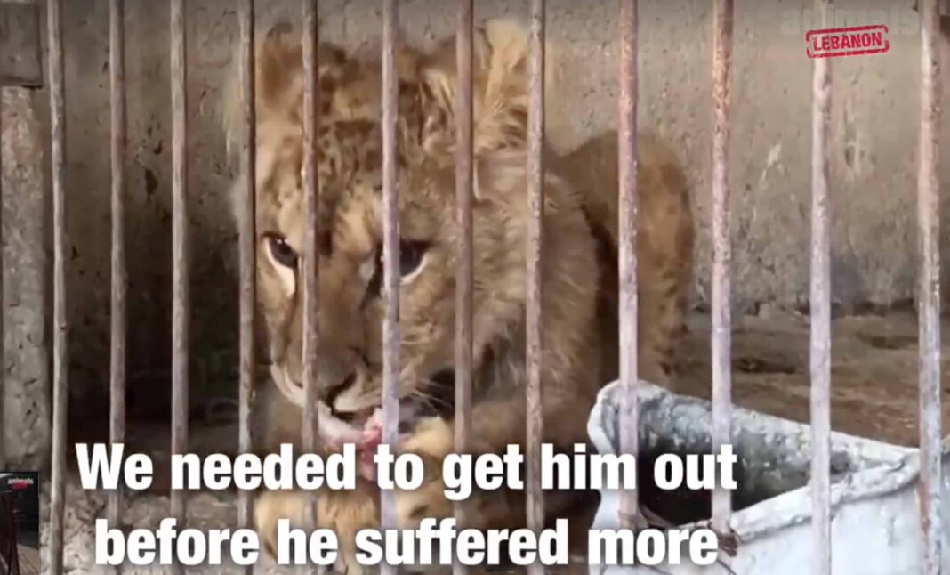 Stuart, le jeune lionceau secouru par Animal Lebanon. Capture d'écran de la Vidéo