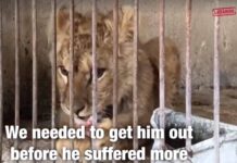 Stuart, le jeune lionceau secouru par Animal Lebanon. Capture d'écran de la Vidéo