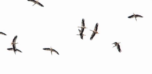 Des cigognes dans le ciel du Liban. Crédit Photo: François el Bacha pour Libnanews.com. Tous droits réservés.