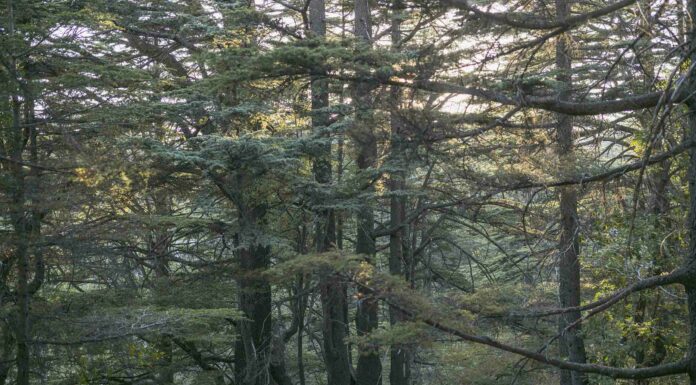 Nadim Asfar, Forêt de cèdres à Tannourine 2, 2017, tirage photographique sur papier Inbe 2020, 60 x 90 cm.