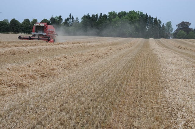 Harvesting wheat