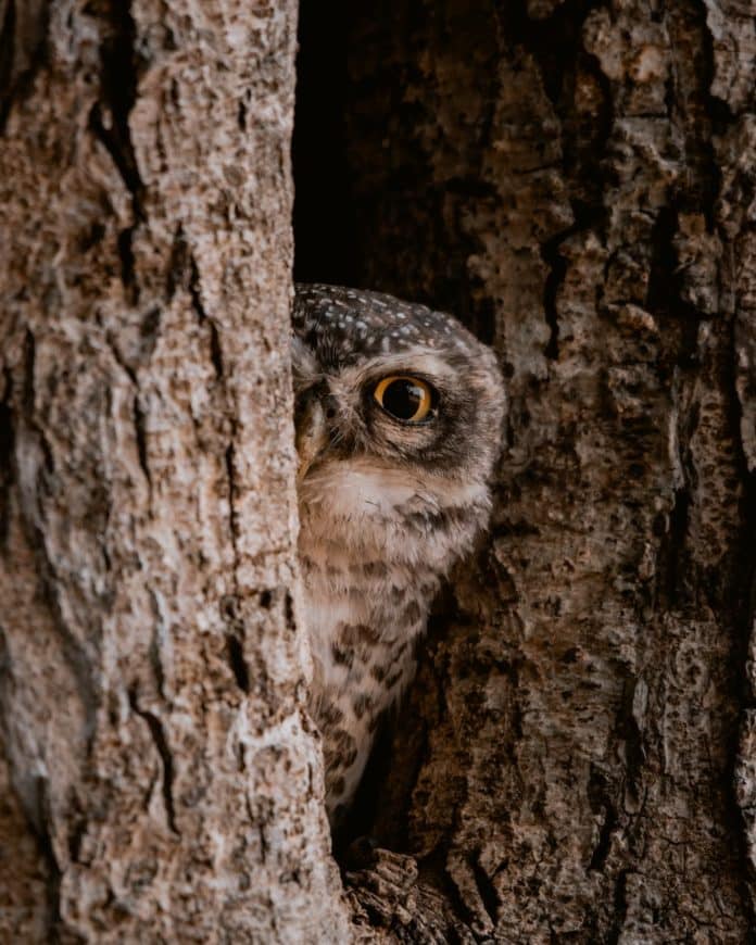 an owl peeking from the tree hole