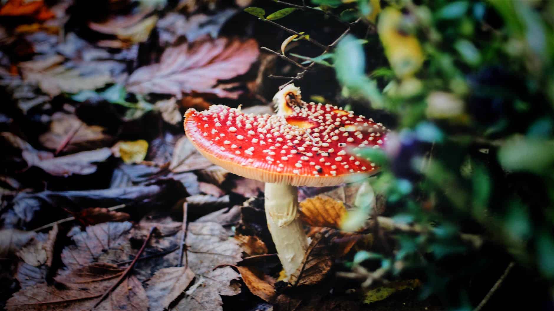 red mushroom in closeup photography