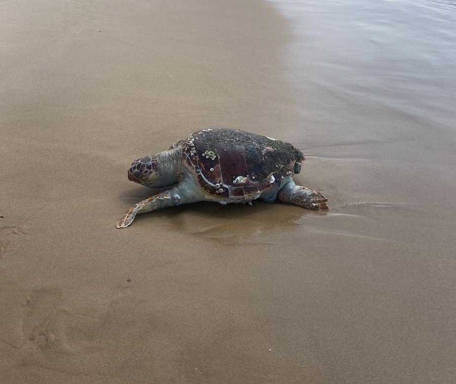 Une tortue marine qui s’étouffait avec un sac plastique sauvée à Beyrouth