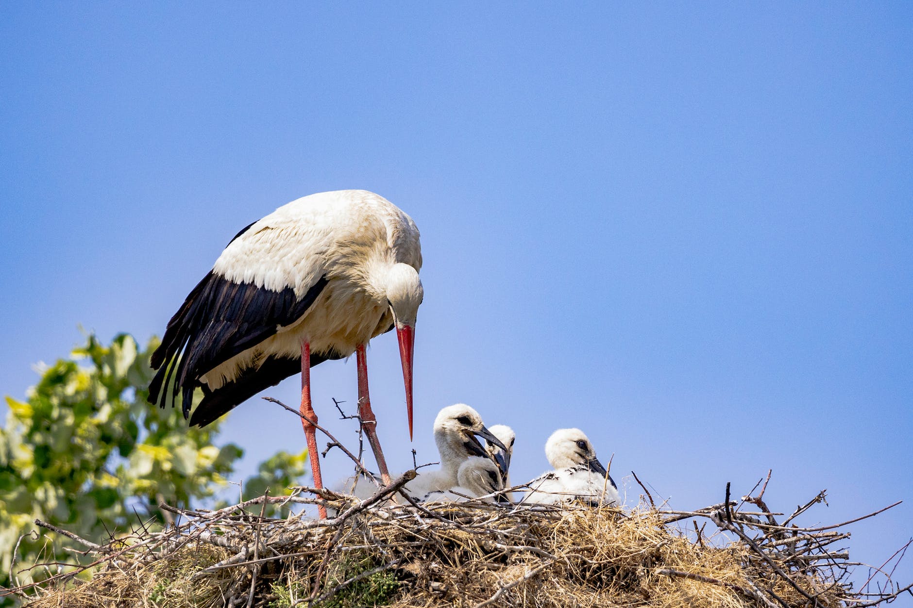 birds on a nest