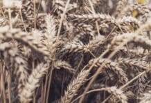 L’Ukraine accuse la Russie d’exporter du blé volé au Liban Wheat field