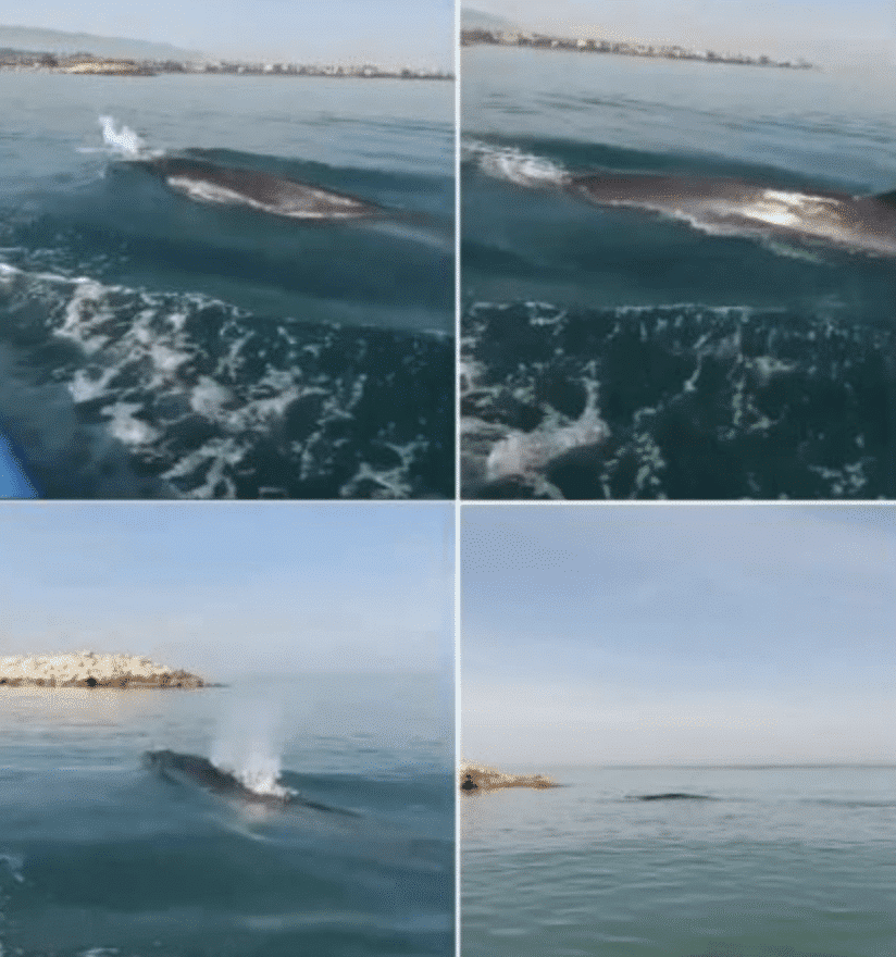 Une baleine repérée au Nord du Liban