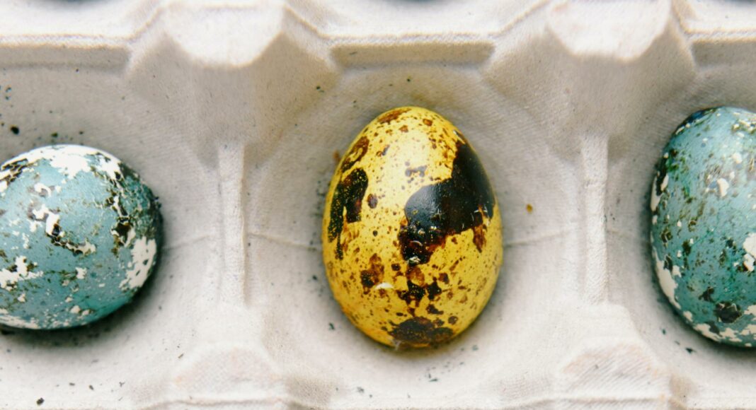 close up photo of colored quail eggs
