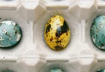 close up photo of colored quail eggs