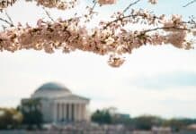 selective focus photography of white petaled flowers