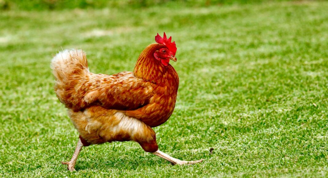 brown chicken on green grass field during daytime